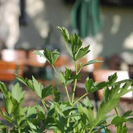 Solhof-schoemberg Han/Misafirhane *