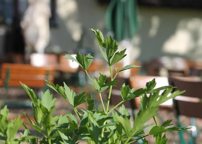 Solhof-schoemberg Inn *