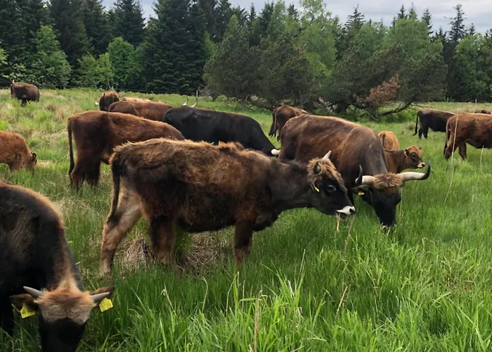 Solhof-schoemberg Lossburg